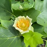 Maison Au Calme Piscine Au Coeur De La Nature U Nuciolu *