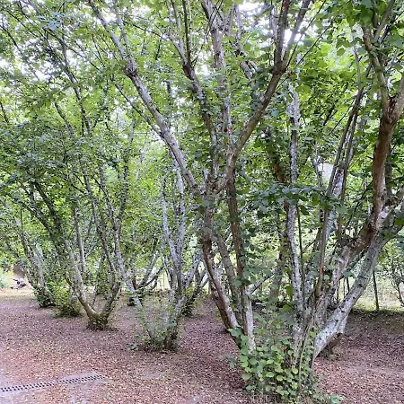Maison Au Calme Piscine Au Coeur De La Nature U Nuciolu * Talasani