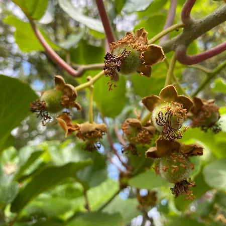 Maison Au Calme Piscine Au Coeur De La Nature U Nuciolu