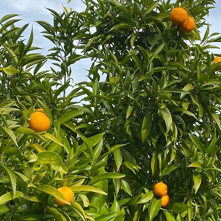 Maison Au Calme Piscine Au Coeur De La Nature U Nuciolu
