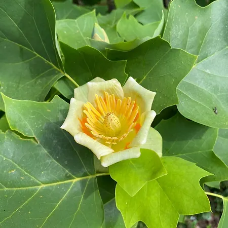 Maison Au Calme Piscine Au Coeur De La Nature U Nuciolu *