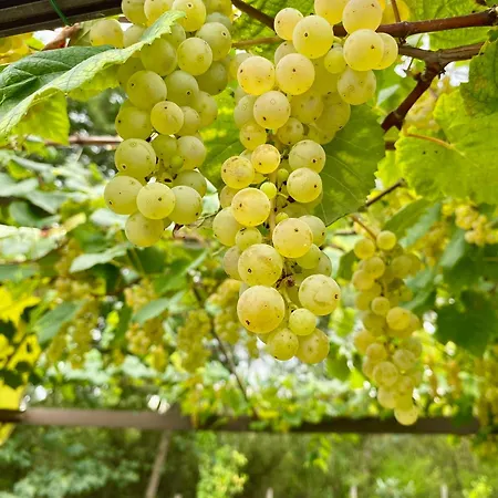 Maison Au Calme Piscine Au Coeur De La Nature U Nuciolu *