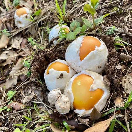 Maison Au Calme Piscine Au Coeur De La Nature U Nuciolu * Talasani