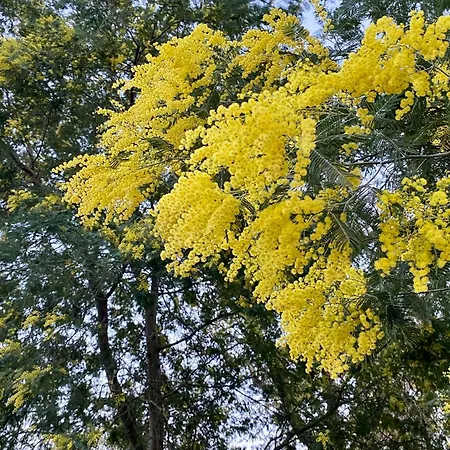 Casa de Férias Maison Au Calme Piscine Au Coeur De La Nature U Nuciolu