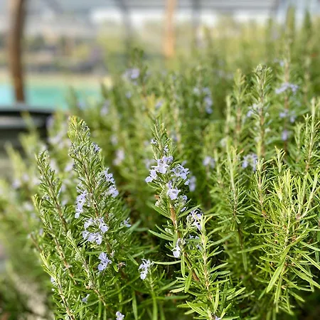 Casa de Férias Maison Au Calme Piscine Au Coeur De La Nature U Nuciolu *