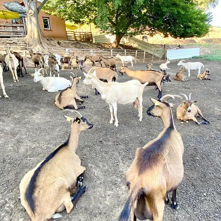 Maison Au Calme Piscine Au Coeur De La Nature U Nuciolu * Talasani