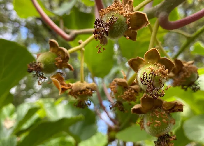 Maison Au Calme Piscine Au Coeur De La Nature U Nuciolu