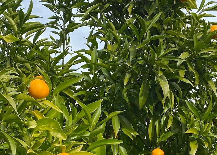 Maison Au Calme Piscine Au Coeur De La Nature U Nuciolu