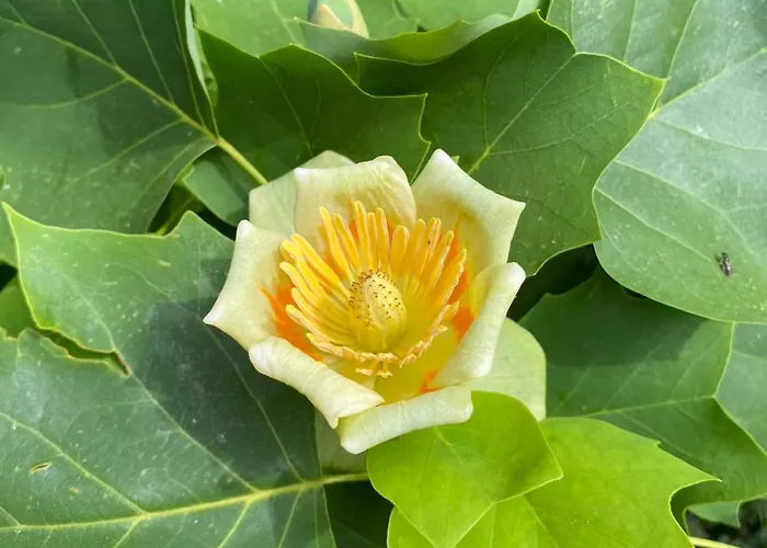 Maison Au Calme Piscine Au Coeur De La Nature U Nuciolu *