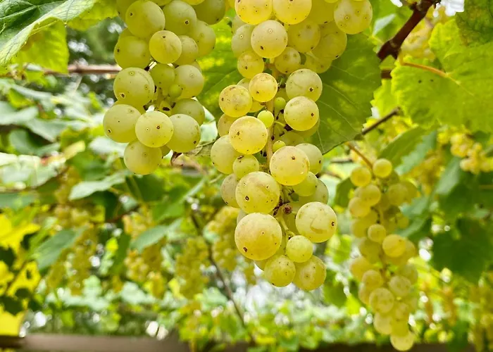 Maison Au Calme Piscine Au Coeur De La Nature U Nuciolu *