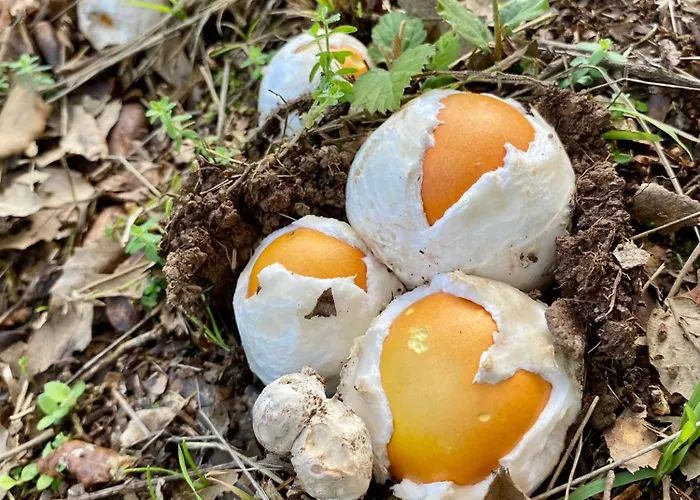 Maison Au Calme Piscine Au Coeur De La Nature U Nuciolu * Talasani