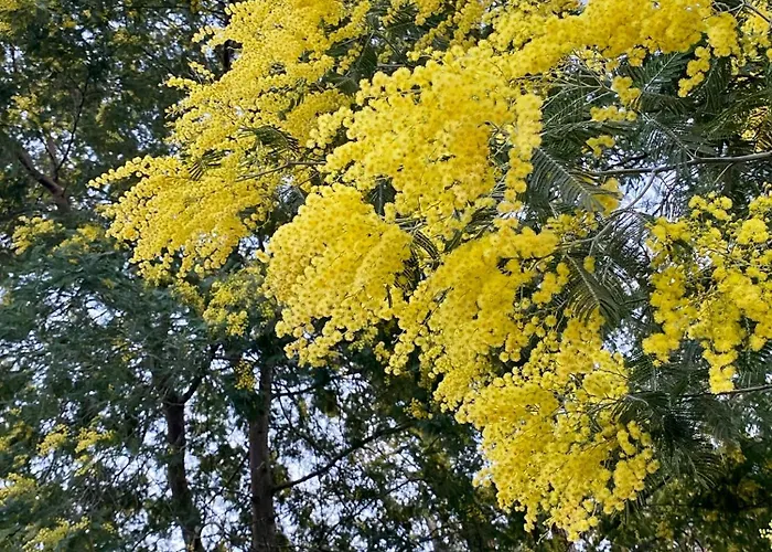 度假居 Maison Au Calme Piscine Au Coeur De La Nature U Nuciolu