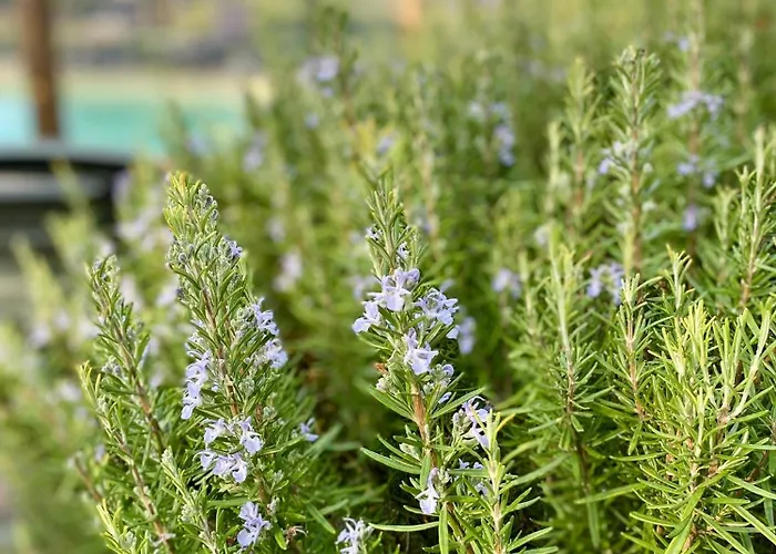 度假居 Maison Au Calme Piscine Au Coeur De La Nature U Nuciolu *