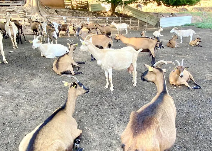 Maison Au Calme Piscine Au Coeur De La Nature U Nuciolu * Talasani